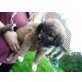 FLORA will die Welt entdecken, Labi - Setter Mix Welpen - Hündin