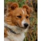 FLORIA, Pflegestelle Oberösterreich, anschmiegsam + menschenbezogen: SHELTIE-Mix - Hündin