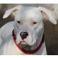FLORINA Flo, Flotschi, Pflegestelle Burgen, bildhübsche Dogo Argentino/Boxer-Mix - Hündin