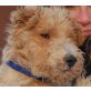 FLOXI, Pflegestelle Wien, Rüstiger Foxterrier sucht Alterswohnsitz! - Rüde