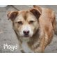 FLOYD.. superlustig und quietschfidel!, Mischling - Rüde