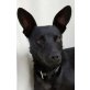 FLY 2, Pinscher - Hündin