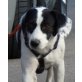 FLY 3, Pflegestelle Nähe Wien, traumhaft schöne,brave Pointer-Terriermix - Hündin
