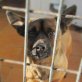 FLYNN ... FIDELER KLEINER BUB IN TÖTUNG! - Rüde