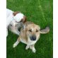 FOKSY will nur gefallen und ist sooo lieb!, Jack Russel Collie Sheltie - Hündin