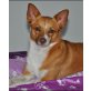 FOXY 5, Chihuahua-Mixhündin, PS Wien - Hündin