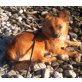 FOXY-GIRL, Langhaar Chihuahua/Papillion MIX - Hündin