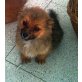 FOXY-GIRL, Langhaar Chihuahua-Papillion Mix Welpen - Hündin
