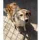 FOXY hat Paten, aber sucht Zuhause...., Collie Sheltie Spitz - Hündin