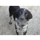 FRANCA kleine Räuberbraut, English Setter - Hündin