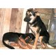 FRANK ein verschmuster Hundejunge, Mischling Welpen - Rüde