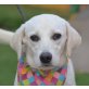FRANKA - Linares, Labrador Retriever Mix, kastriert - Hündin