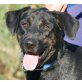FRANKA - Pflegestelle Niederösterreich, gelehrige, wunderschöne Labrador-Mix - Hündin