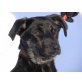 FRANKA sucht Pflege- oder Fixplatz, Labrador-Whippetmix - Hündin