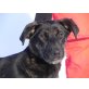FRANKO sucht Pflege- oder Fixplatz, Whippet-Labradormix - Rüde