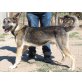 FRANKY, Schäferhund-Mischling - Rüde