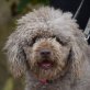FRANZI - Linares, Perro de Agua, kastriert - Hündin