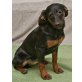 FRANZISKA - Pflegestelle Niederösterreich, HAB GEDULD MIT MIR! Pinscher-Mix - Hündin