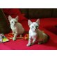 FREDDY & FINLEY, SiamMix - Kater