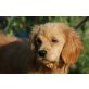 FREDERIK, Pflegestelle Wien, SUCHE LIEBEVOLLEN PLATZ - Spaniel-Pudel-Mix - Rüde