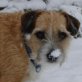 FREDY, Kl. Mix (ca. 21 cm), kastriert, ca. 6 Jahre - Rüde