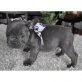 FRENCH BULLDOGS WELPEN MIT PEDIGREE, Französische Bulldogge - Hündin