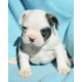 FRENCHIE ZU VERKAUFEN, Französische Bulldogge - Rüde