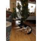 FRIDA, Deutscher Schäferhund - Hündin