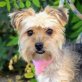 FRIDA - Ubeda, Yorkshire-Terrier, kastriert - Hündin