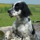 FRIDA (noch nicht) kastriert, Setter, geb. ca. 2009 - Hündin