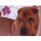 FRIDO, SharPei ist Mr Perfect - sucht neues Zuhause - Rüde