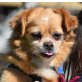 FRIDOLIN - Linares, Tibet-Spaniel-Mischling - kastriert - Rüde