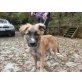 FRIDOLIN ein kleiner Sonnenschein, Sennen - Hütehund Mix Welpen - Rüde