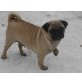FRIEDA 2, Pflegestelle Niederösterreich, fröhliche, anhängliche MOPS - Hündin