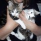 FRIEDA und FREDDIE, Europäische Hauskatze - Kater