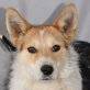 FRIJOLITO - Linares, Terrier-Mischling, kastriert - Rüde