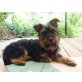FRITZI, Yorkiemix - Rüde