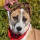 FRODO - Ubeda, Herdenschutzhund - kastriert - Rüde