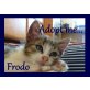 FRODO, Weltbestes Katerchen sucht Zuhause - Kater