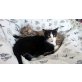 FUNNY & JOSHUA, Tierschutz - Katze