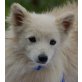 FUXERL, Pflegestelle Wien, zuckersüßer, kleiner SPITZ-Mix - Rüde