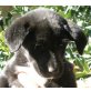 Fabia, Labrador-Mischling Welpen - Hündin