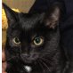 Fabia, schwarze - Katze
