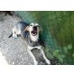 Fabia steckt voller Lebensfreude, Schäferhund Mix - Hündin