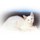 Fabian, Europäische Kurzhaarkatze - Kater