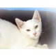 Fabian, Europäische Kurzhaarkatze - Kater