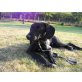 Fabian, schüchterner Bub, Labrador - Mix - Rüde