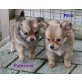 Fabienne und Filou, Chihuahua langhaariger Schlag Welpen - Hündin