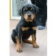Fabienne vom Hause Hegel, Rottweiler - Hündin