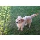 Fabio, Dackel-Terrier Mix, ca 2 Jahre - Rüde